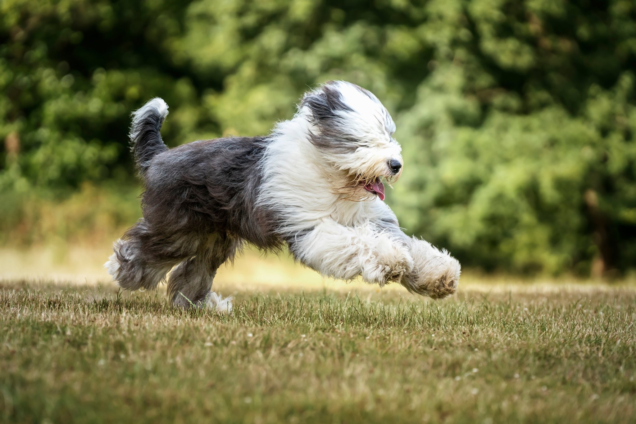 Bobtail: Der energiegeladene Familienhund mit flauschigem Fell