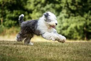 Der Bobtail besitzt ein dichtes, flauschiges Fell und trotz seines Namens eine lange Rute.