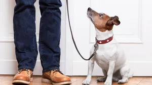 Was will er mir jetzt genau sagen? Kommunikation zwischen Mensch und Hund will gelernt sein.