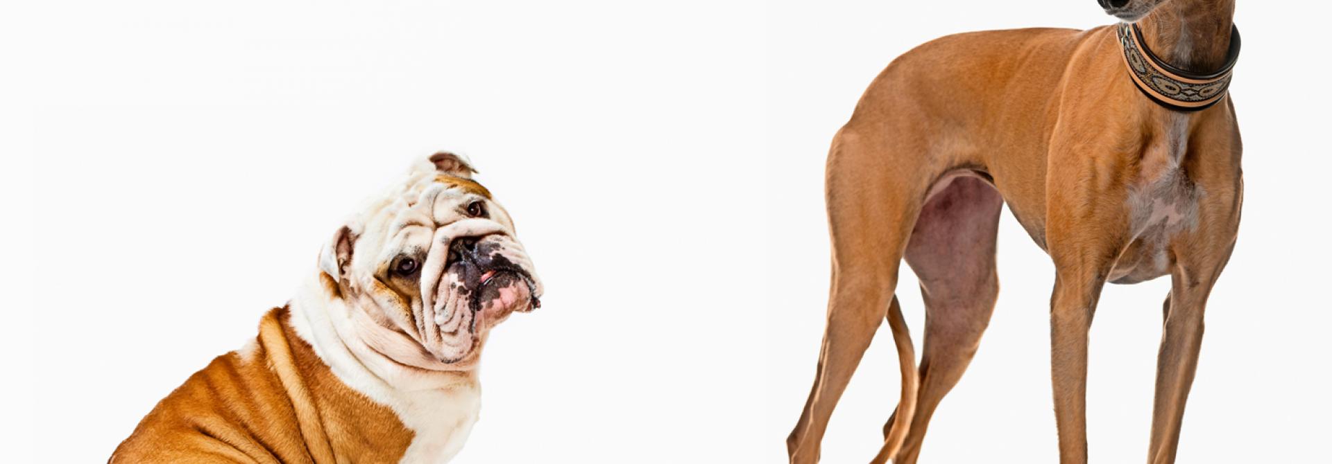 Englische Bulldogge und Spanischer Galgo