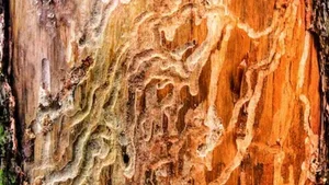 Zuviel Holz am Markt: «Käferbäume», bei denen die Rinde bereits abgefallen ist, sollen stehen gelassen werden, um den Holzmarkt nicht zusätzlich zu belasten.