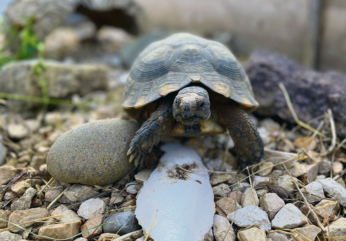 Schildkrköte