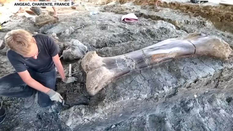 riesiger-dinosaurierknochen-gefunden-frankreich.jpg
