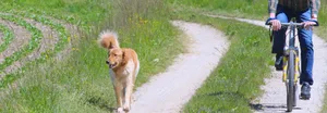 Am hundegerechtesten ist es, die Radstrecke so zu wählen, dass der Hund möglichst frei laufen kann.