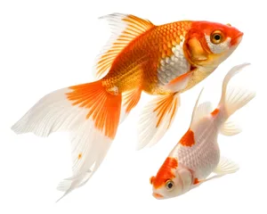 Goldfische sind lernfähig, haben ein gutes Gedächtnis und können komplexe Aufgaben lösen.