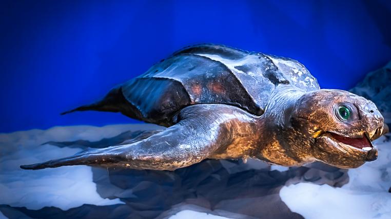 lederschildkröte
