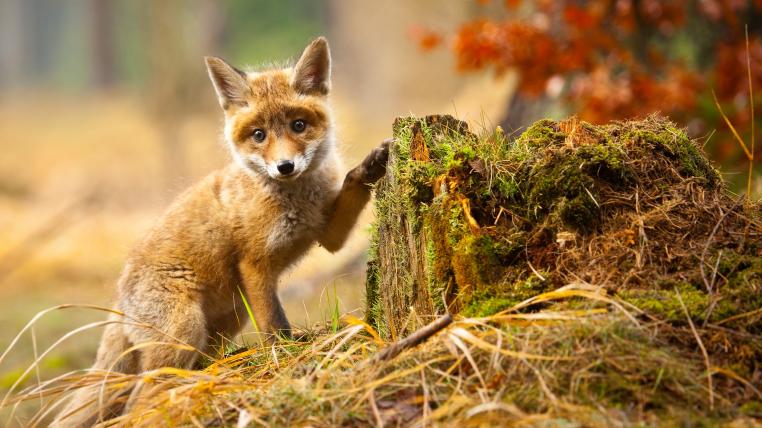 Babyfuchs