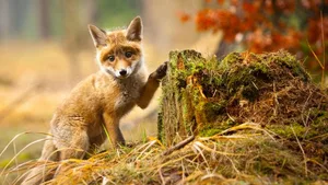 Wo sich (Baby-)Fuchs und Hase sowie Braunbär gute Nacht sagen und auch mal ungehindert in eine Fotofalle tappen, gibt es sie noch: die Wildnis.