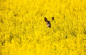Rapsfelder bieten Rehen und ihrem Nachwuchs Versteck- und Futtermöglichkeiten.