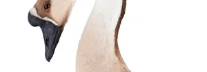Der für Höckergänse typische Höcker auf dem Kopf sticht sofort ins Auge.