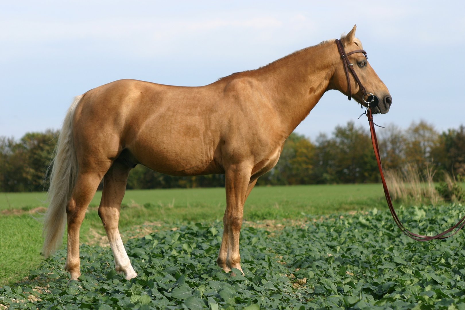 Missouri Foxtrotter: Sanftmütiger Viergänger aus Nordamerika