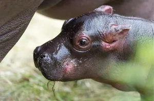 Das Flusspferdjunge hat noch keinen Namen, da noch unklar ist, ob es ein Männchen oder Weibchen ist.