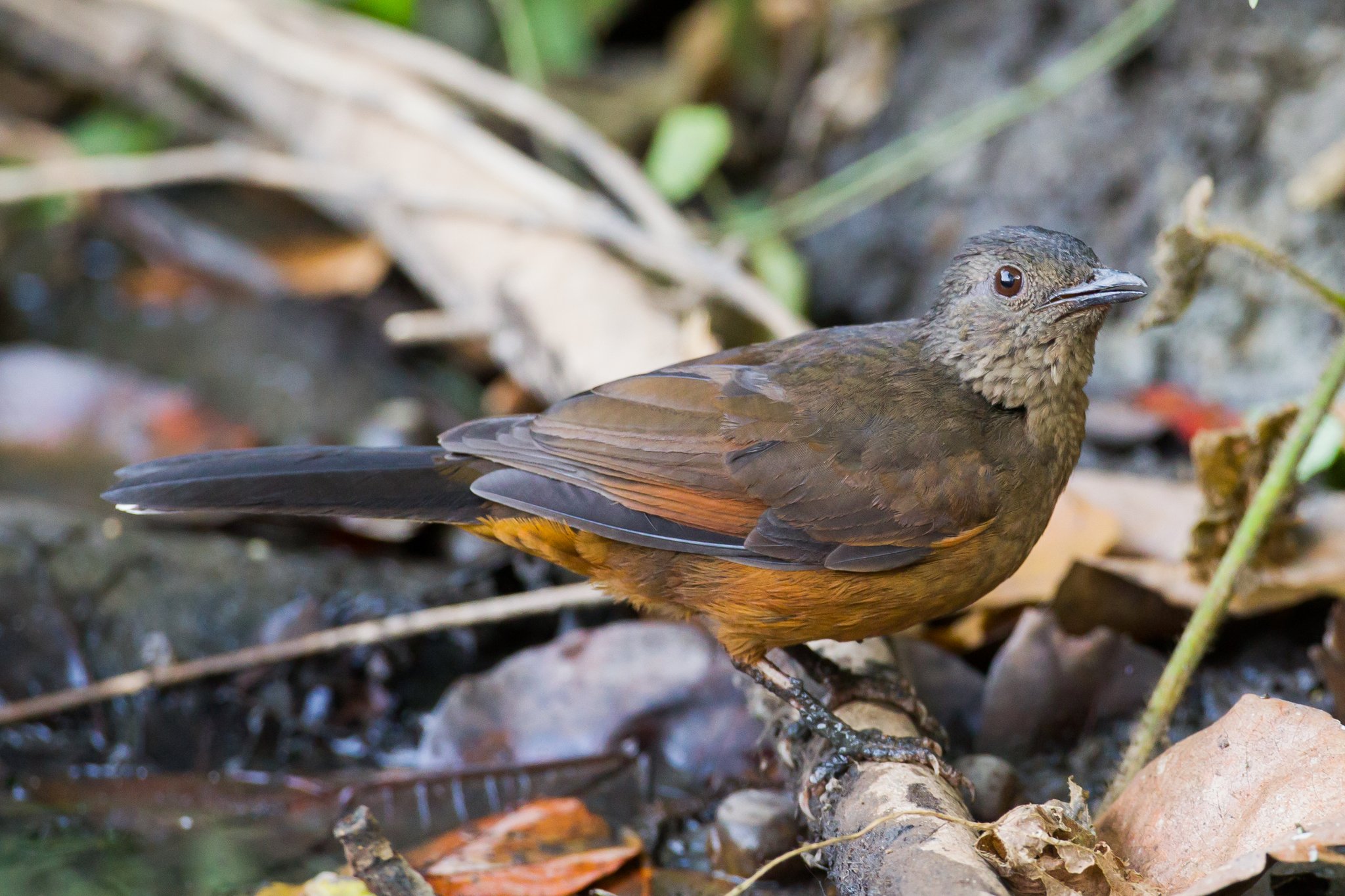 Afrikanische Vögel folgen Ameisen zu ihrer Beute