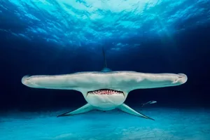 Wir präsentieren Ihnen hier die prämierten Bilder des Fotowettbewerbs «Underwater Photographer of the Year». Jacob Degee aus Polen belegt mit diesem in den Bahamas entstandenen Bild eines Grossen Hammerhais zwar nur den zweiten Platz in der Kategorie «Up and Coming» (aufstrebende Fotografen).