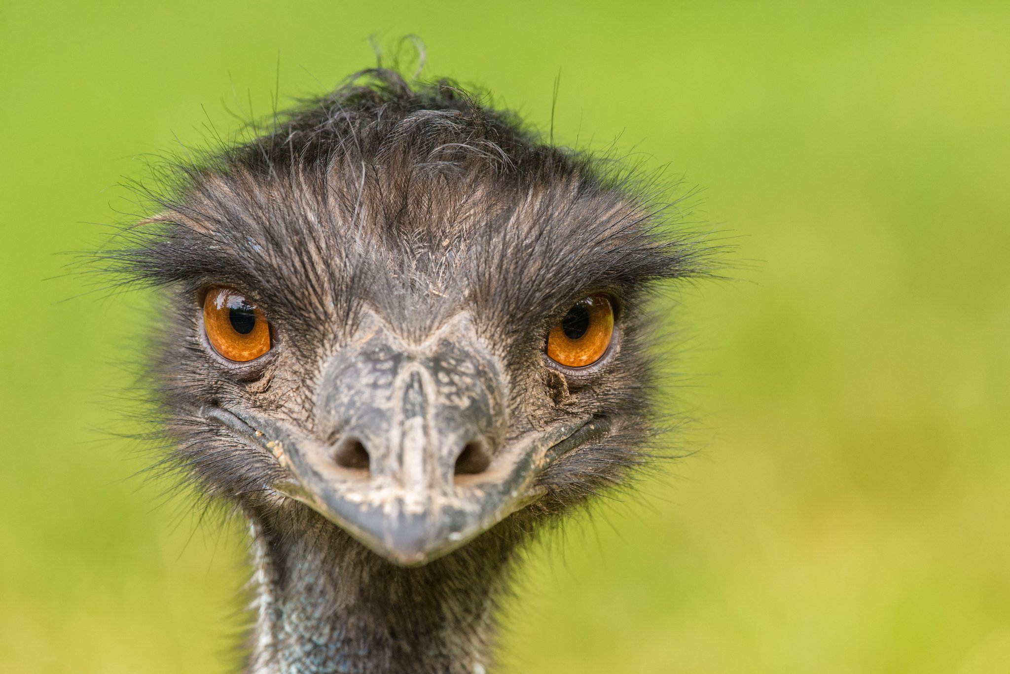 Wie die australische Armee gegen Emus verlor