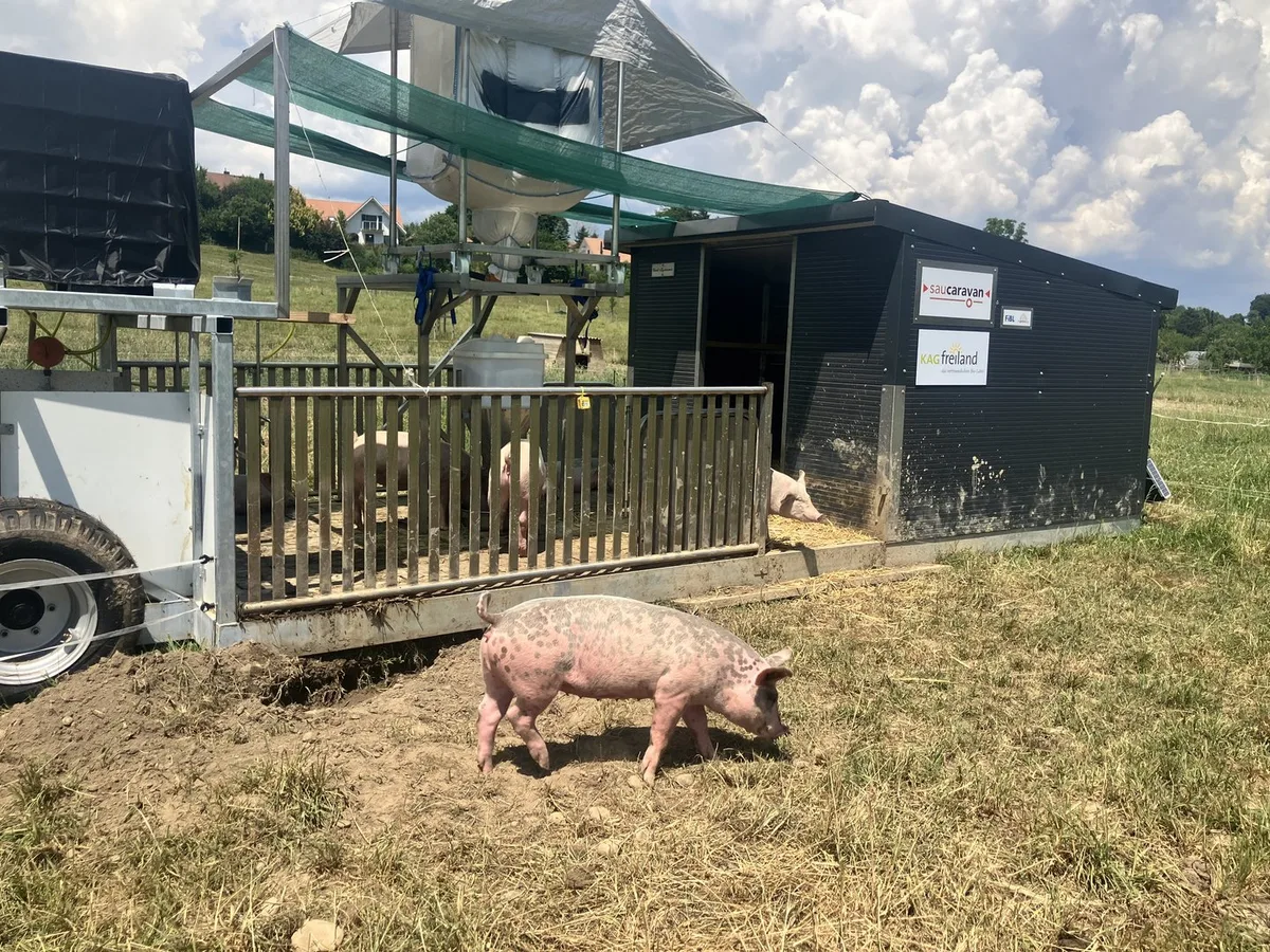 Schweine_und_Caravan___KAGfreiland Bringt der Sau Caravan mehr Weidehaltung für Schweine?