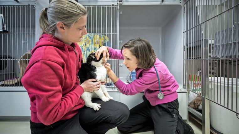 Tierärztin Janina Werner untersucht den etwas schlecht gelaunten Kater Muffin vor seiner Box.