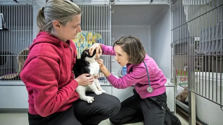 117e63d47043db883f246ca59cfda0529de8338b Tierärztin Janina Werner untersucht den etwas schlecht gelaunten Kater Muffin vor seiner Box.