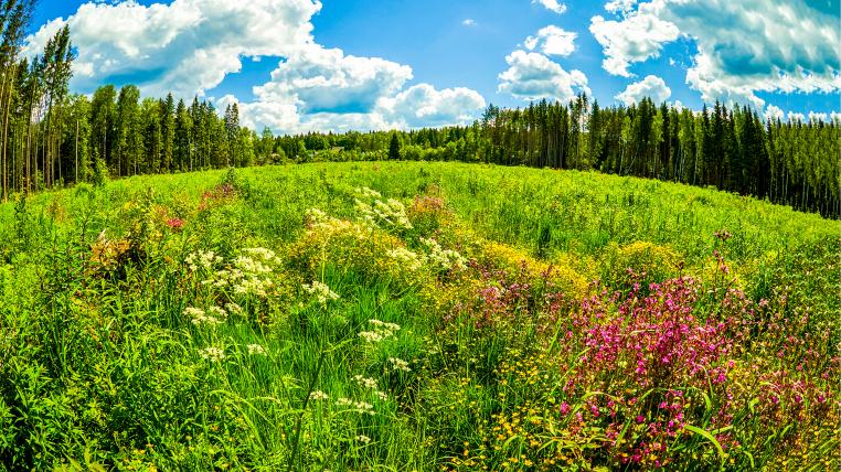 Biodiversitaet