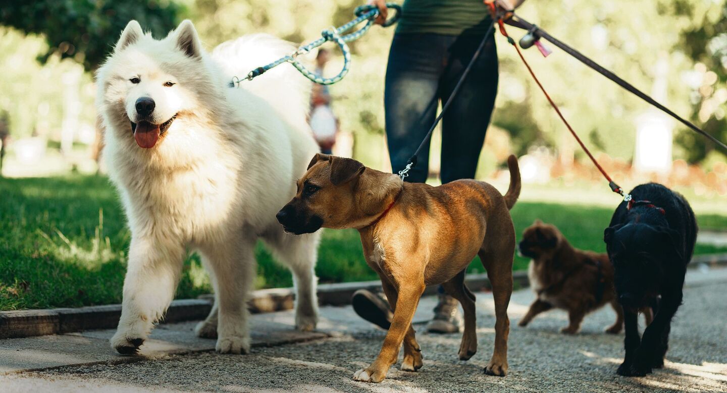 Auch in den Ferien sollte eine liebevolle, aufmerksame Behandlung des Hundes gewährleistet sein.