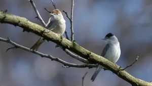 11. Das Mönchsgrasmücken-Männchen (rechts) trägt eine schwarze Kappe, das Weibchen (links) eine braune. Der Gesang der kleinen Vögel besteht aus lautem, fröhlichen Gezwitscher mit einigen flötenden Tönen dazwischen.