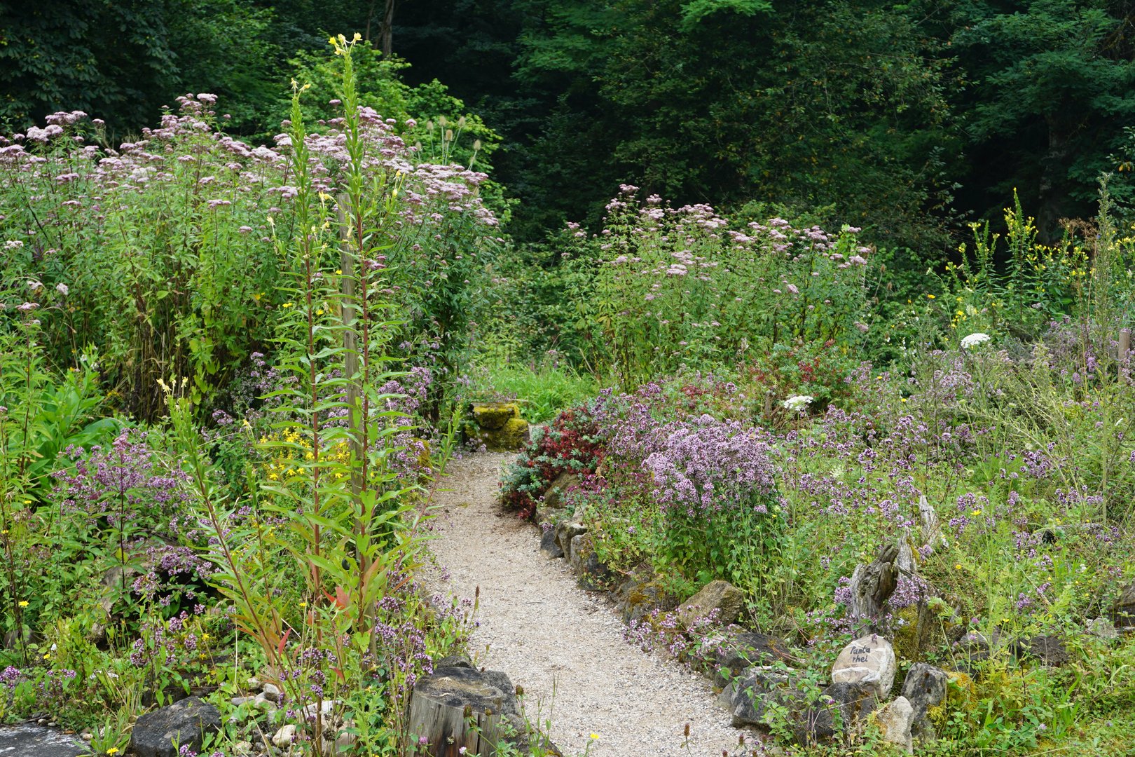 «Die Natur braucht Platz und Wildnis»