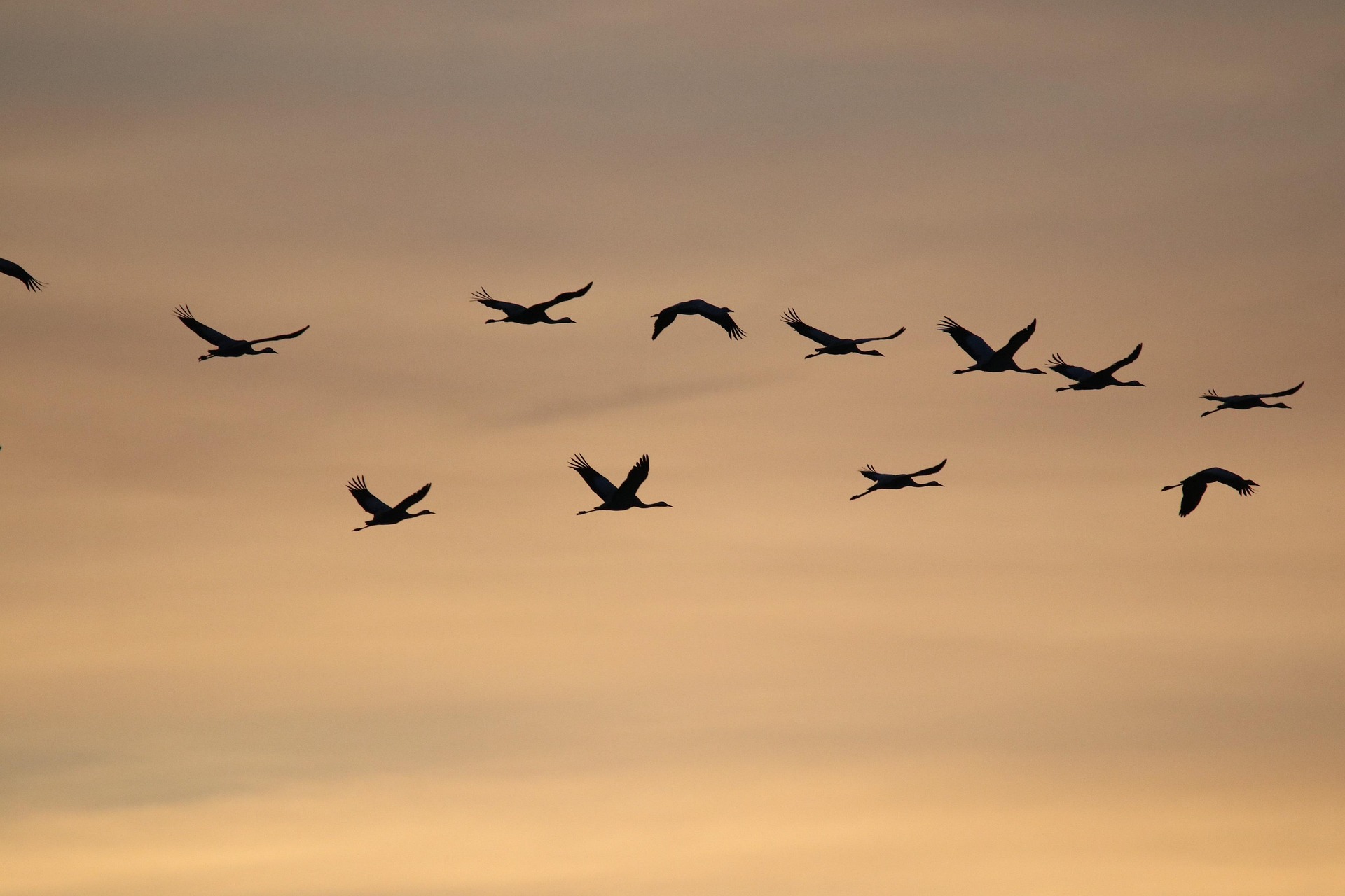 Diese Zugvögel fliegen im Juli durch die Schweiz