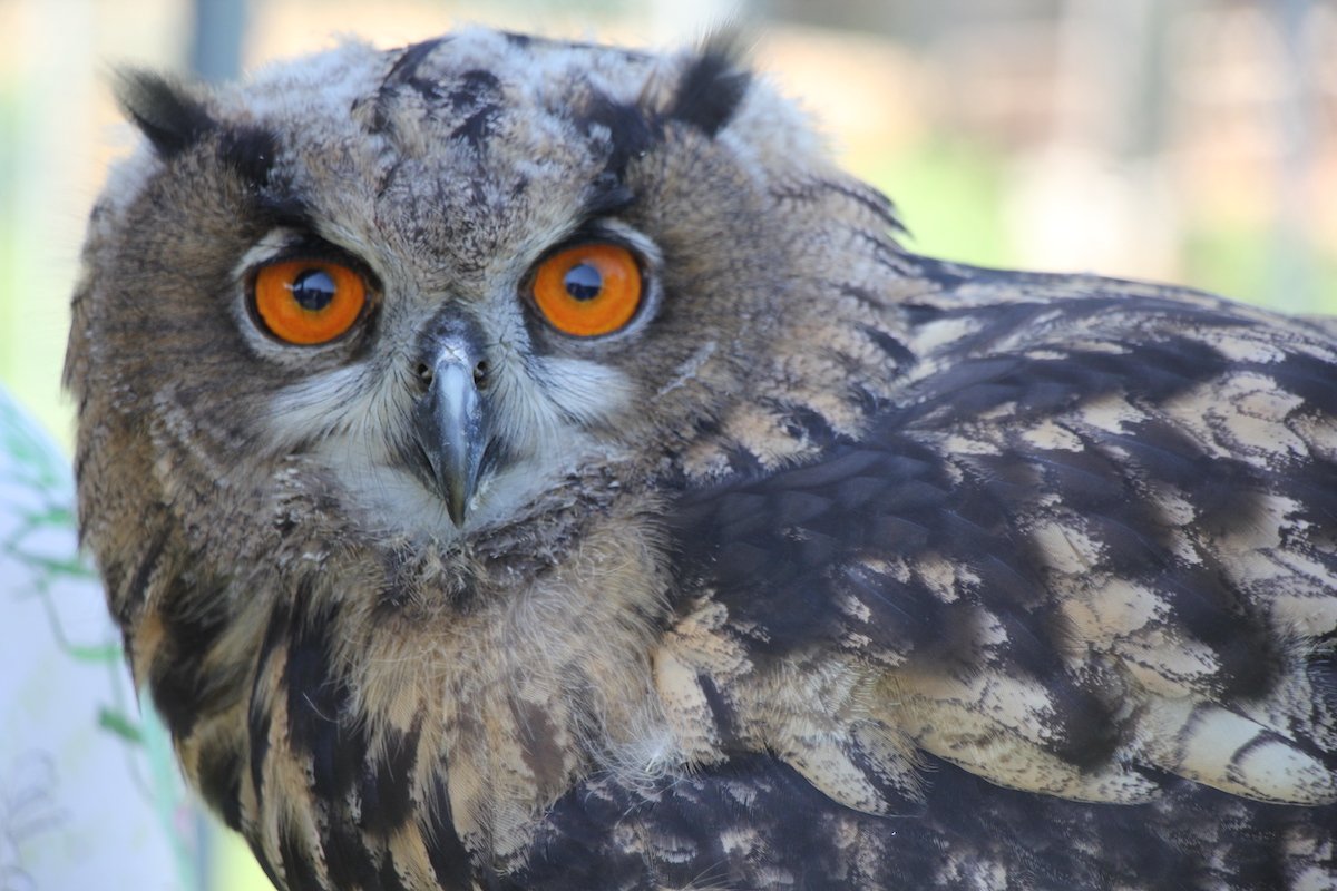 Das Vogelgefieder