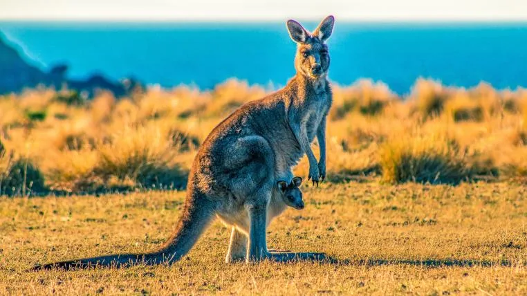6f974804b31f76a80af35f0207716f778913928f Australien