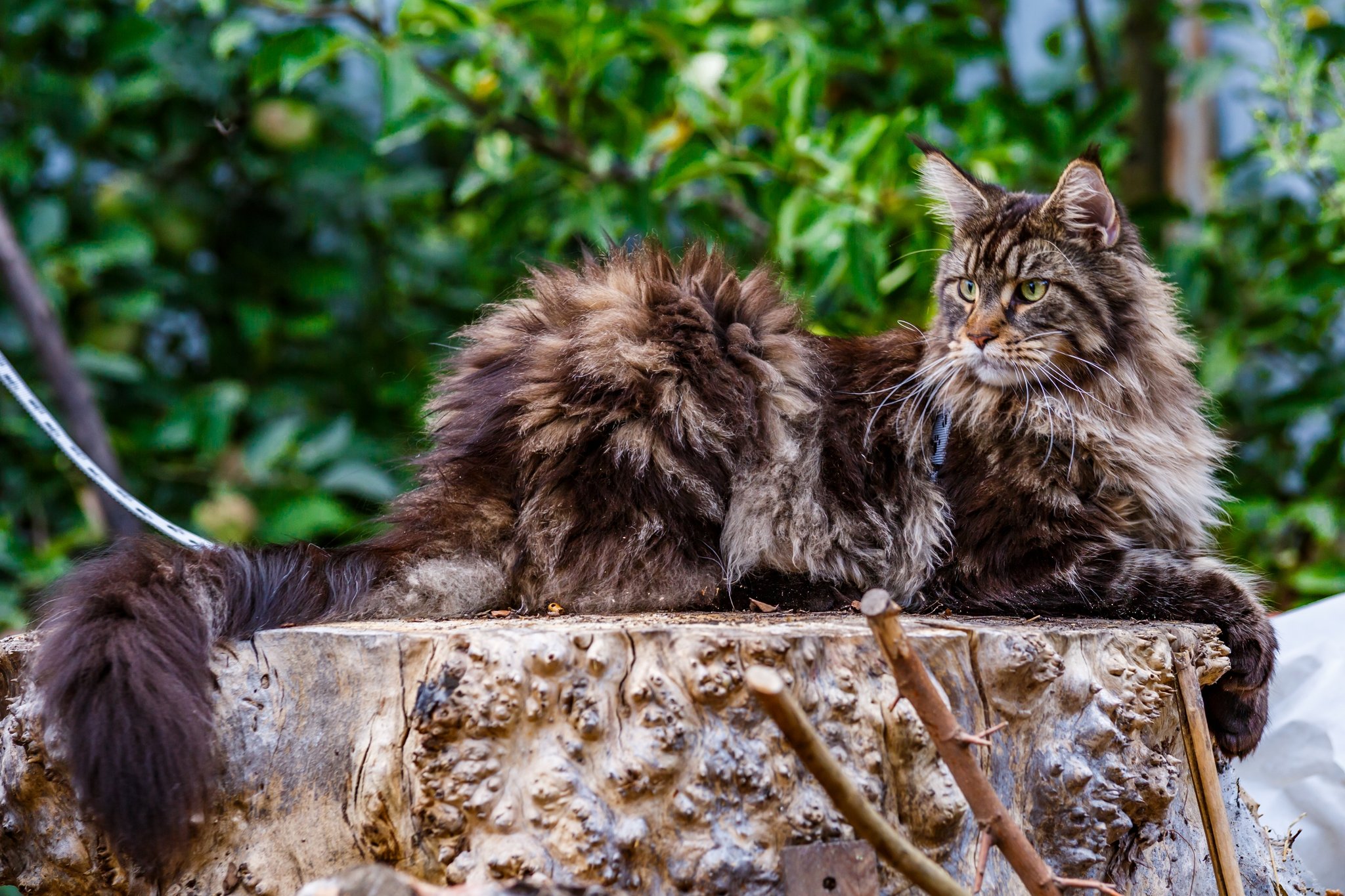 Maine Coon: Die geselligen Riesen unter den Katzenrassen