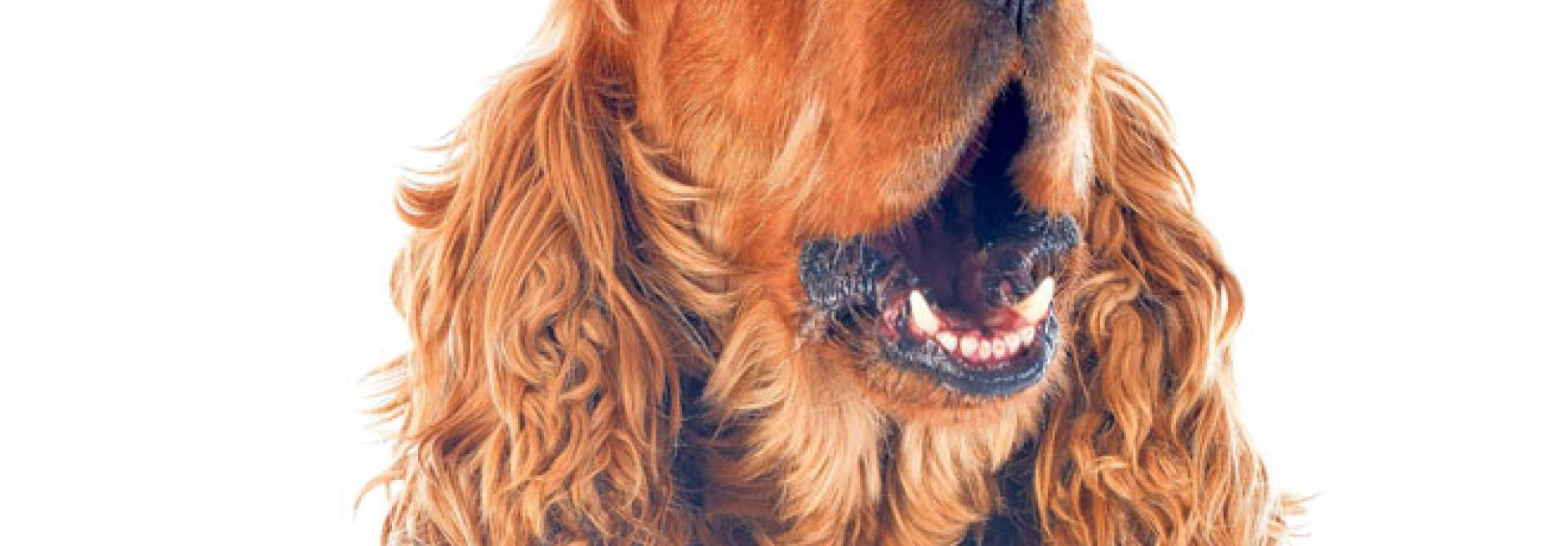 hund-bellt.jpg