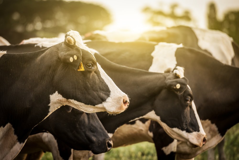 Viel weniger Milchkühe - kaum weniger Milch