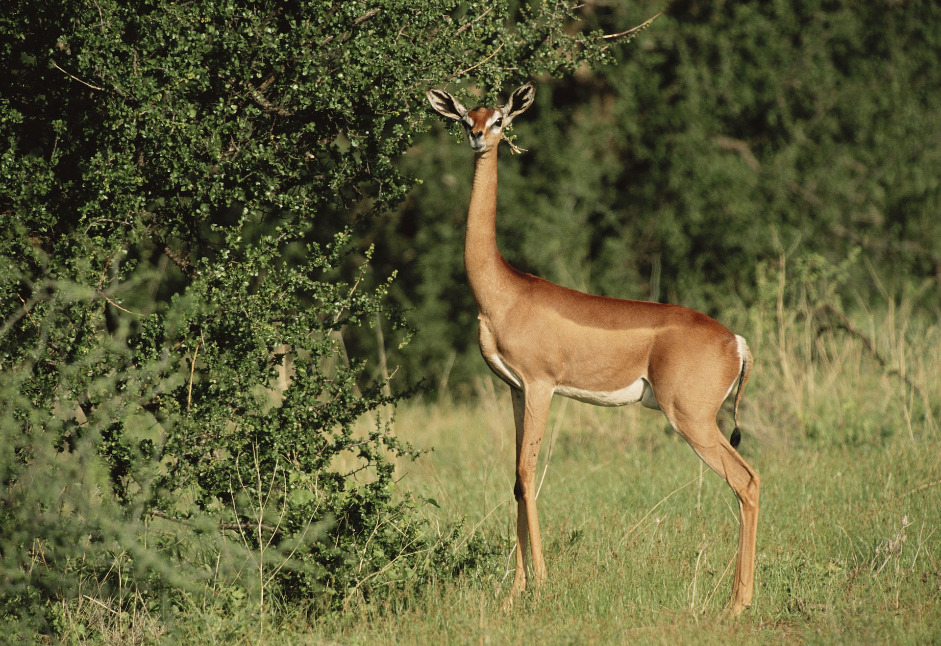 Gerenuk: Die Gazelle mit dem Giraffenhals