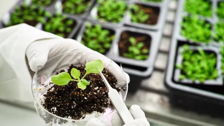 c3bc040f709c35877f64899de58d97df34ea6dc1 Arabidopsis thaliana