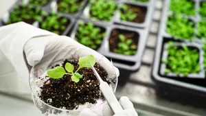 Die Ackerschmalwand Arabidopsis thaliana wird als Modellorganismus seit vielen Jahren intensiv erforscht.