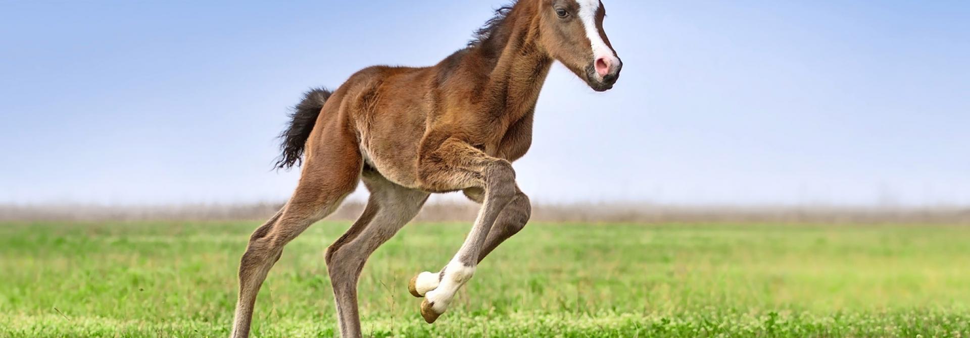 pferd-osteochondrose.jpg