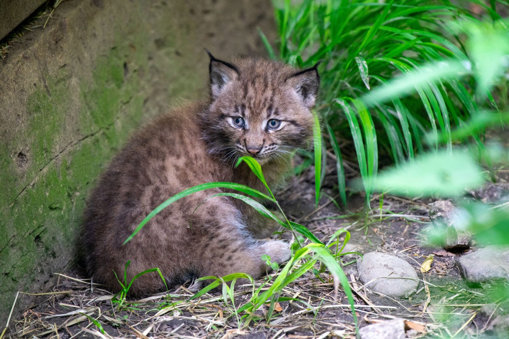 Tierpark Goldau: Luchs-Nachwuchs erkundet erstmals das Gehege