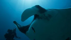 Für faszinierende Bilder wagen sich Naturdokumentationsfilmer ganz nah an riesige und winzige Tiere.