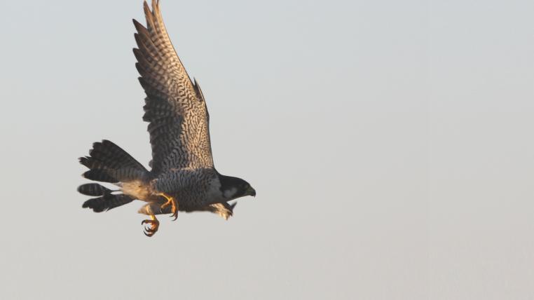 peregrine.jpg