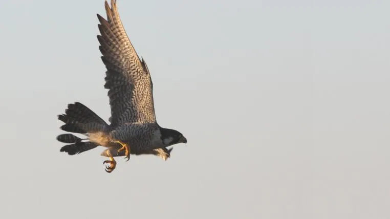 d3552c5add73bc35d2f2a0050547de44b73191ea peregrine.jpg