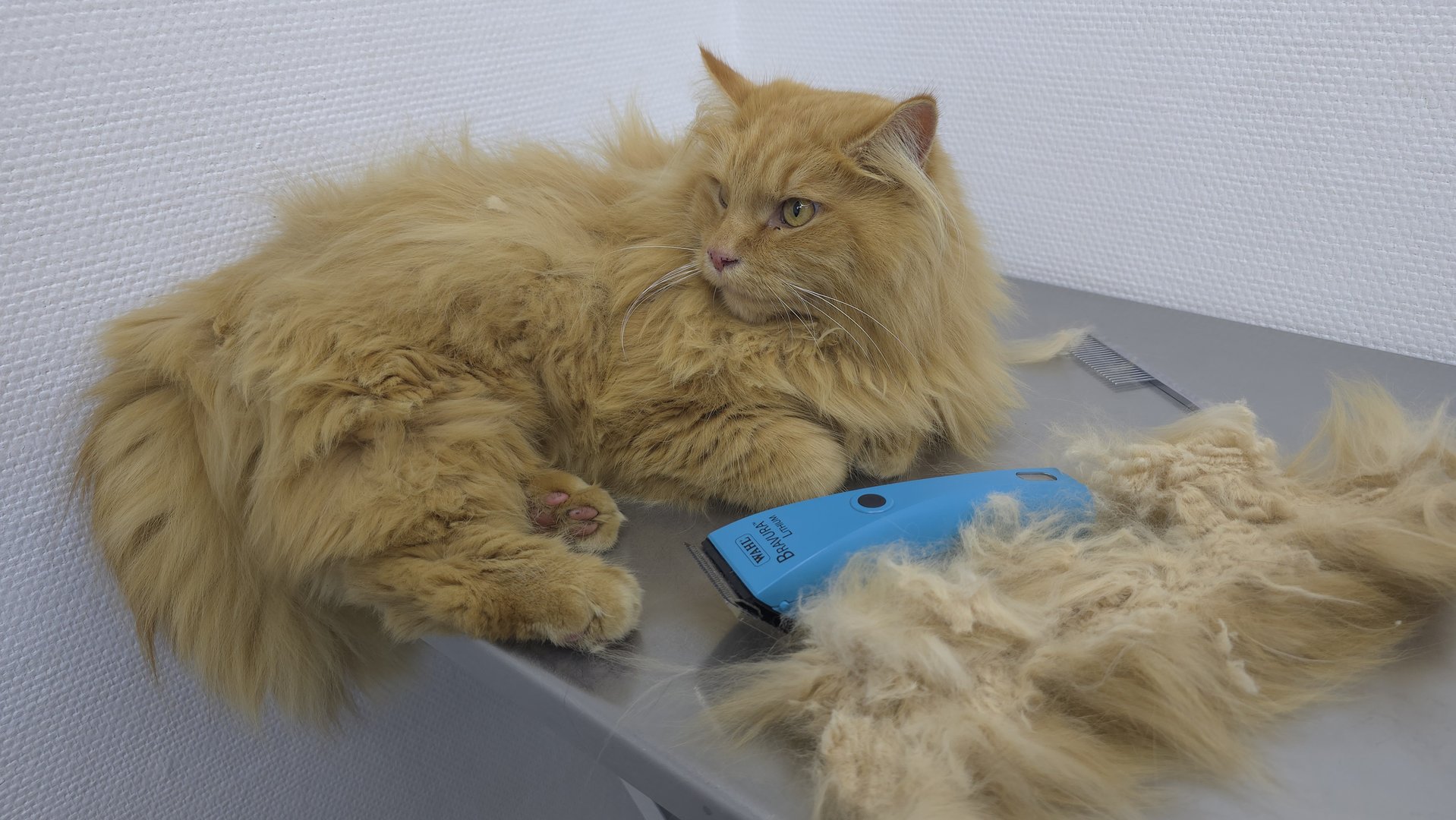 Wenn Katzen Hilfe bei der Fellpflege brauchen