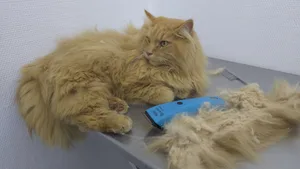 Diese Katze hatte eine Rasur nötig.