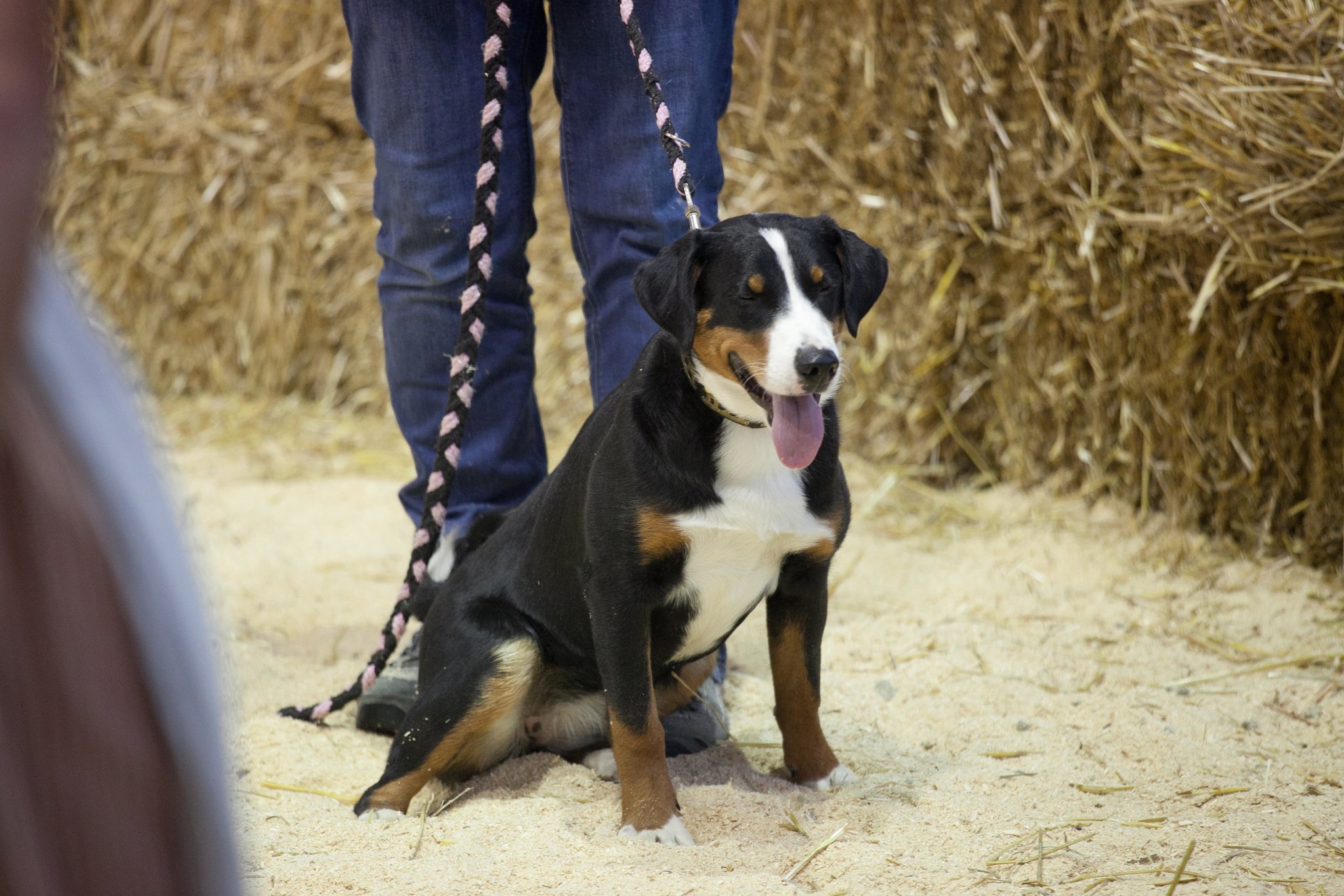 Der Appenzeller Sennenhund ist ein unbestechlicher Wächter