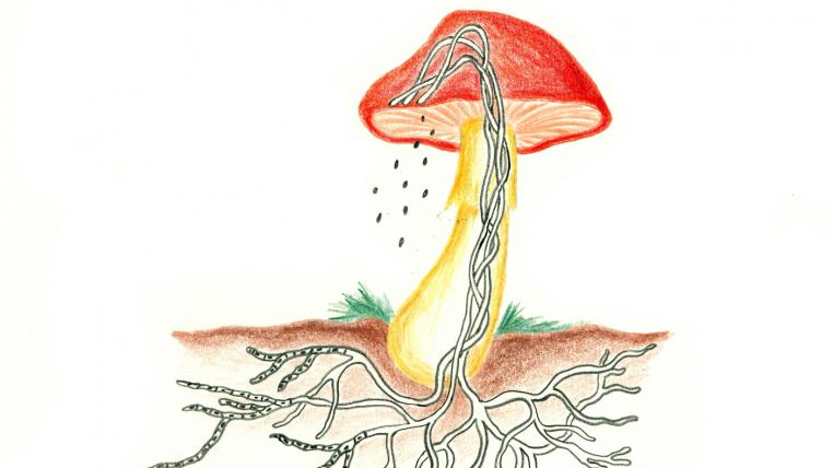 Pilz_Illustration_Meret.jpg