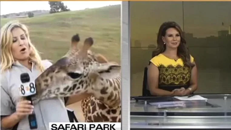 96ebd2df3333b31a10256781557dfa7c77d92173 Giraffe TV