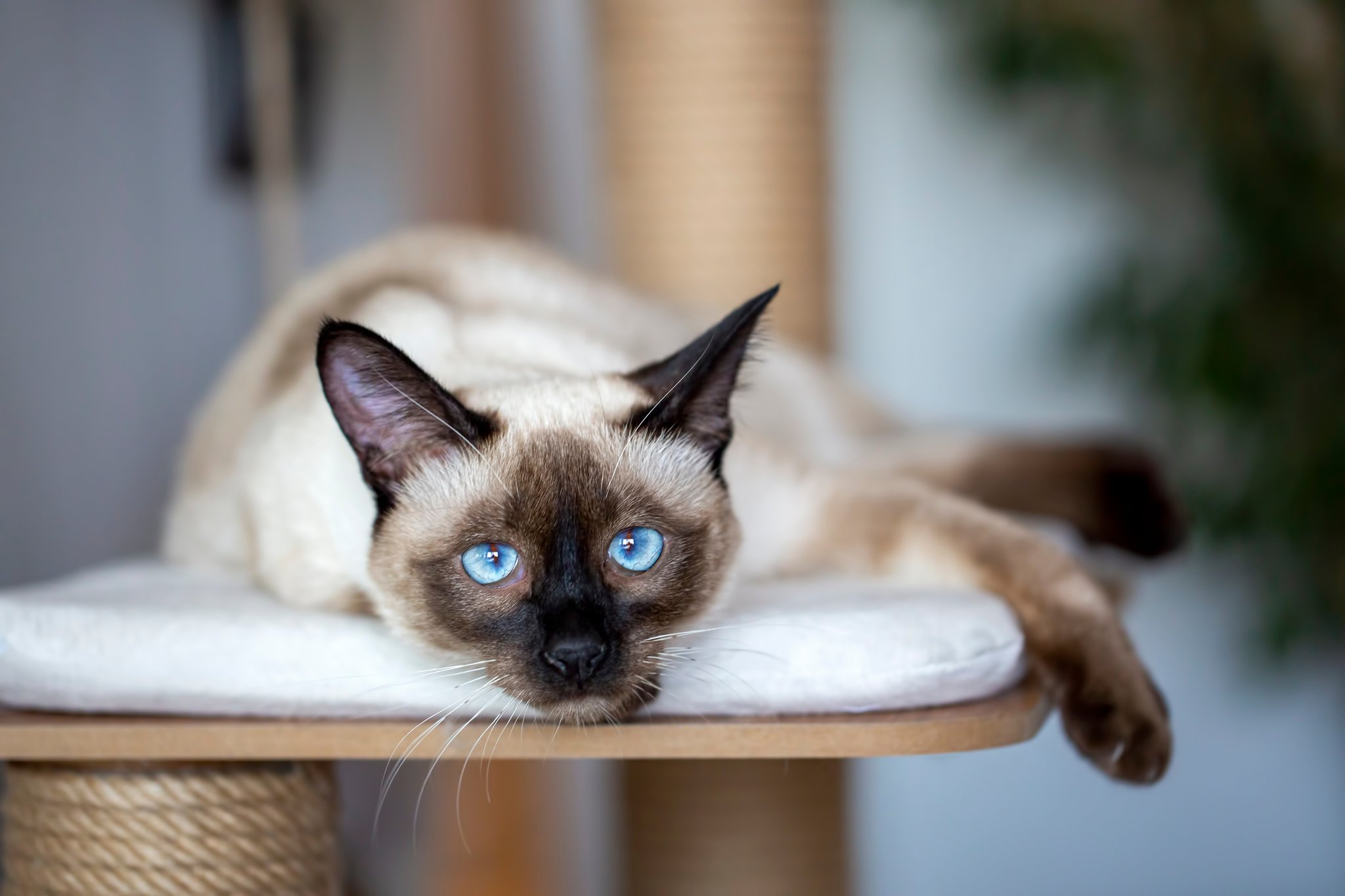 Siam-Katze: Die schlanke mit den blauen Augen