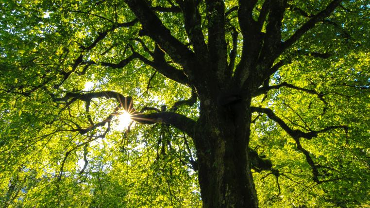 Wald im Frühling