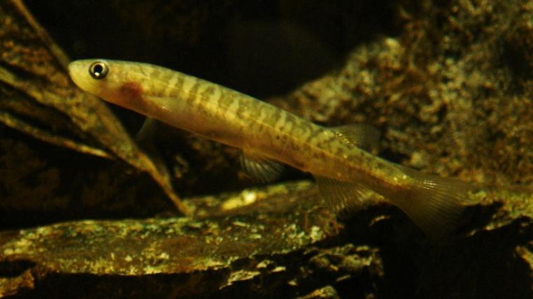 Galaxias-Fische