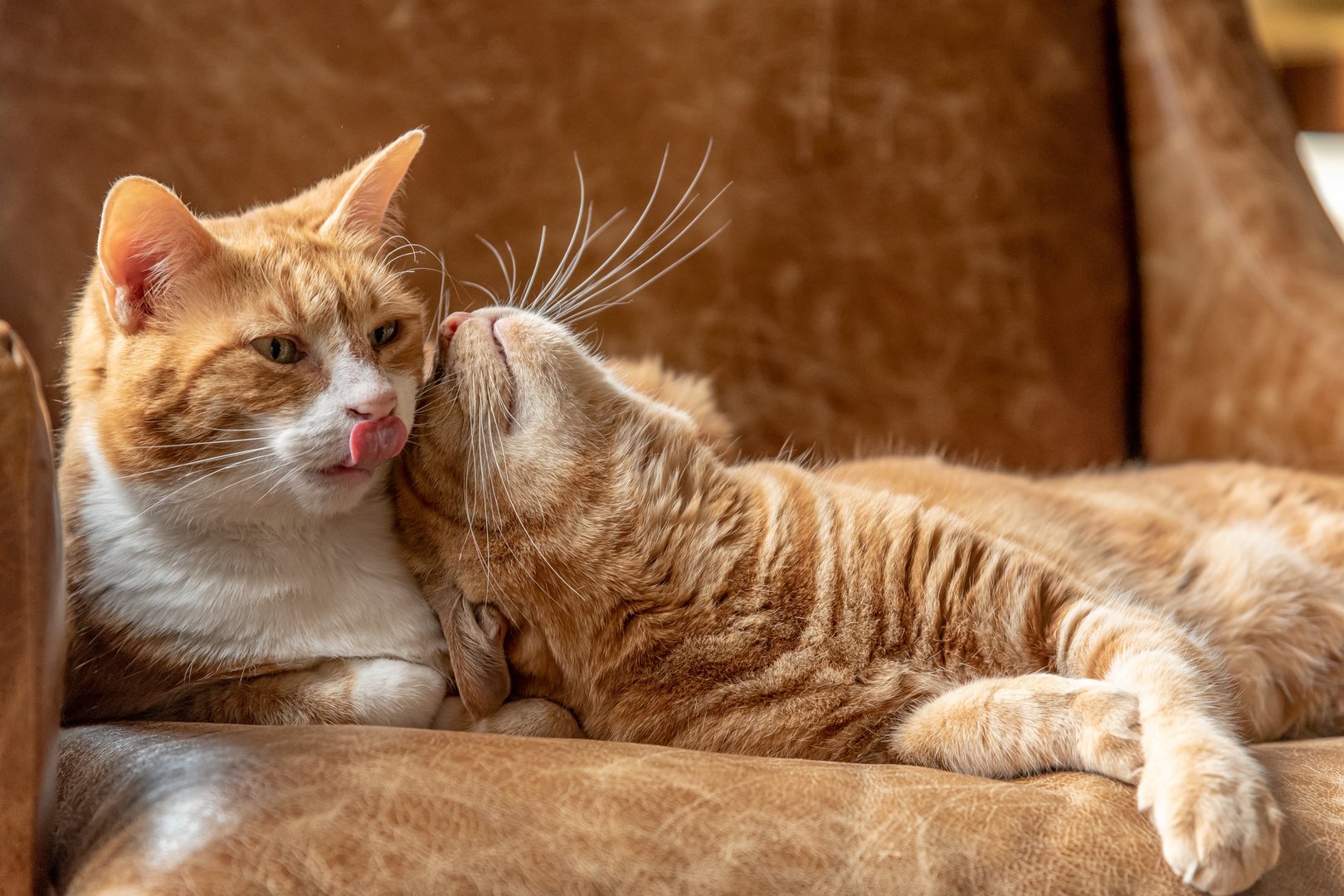 Doch keine Chip-Pflicht für Hauskatzen: Schweizer Tierschutz bedauert Ablehnung der Motion
