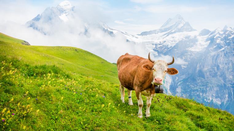 Landwirtschaft mit Kuh im Bernbiet